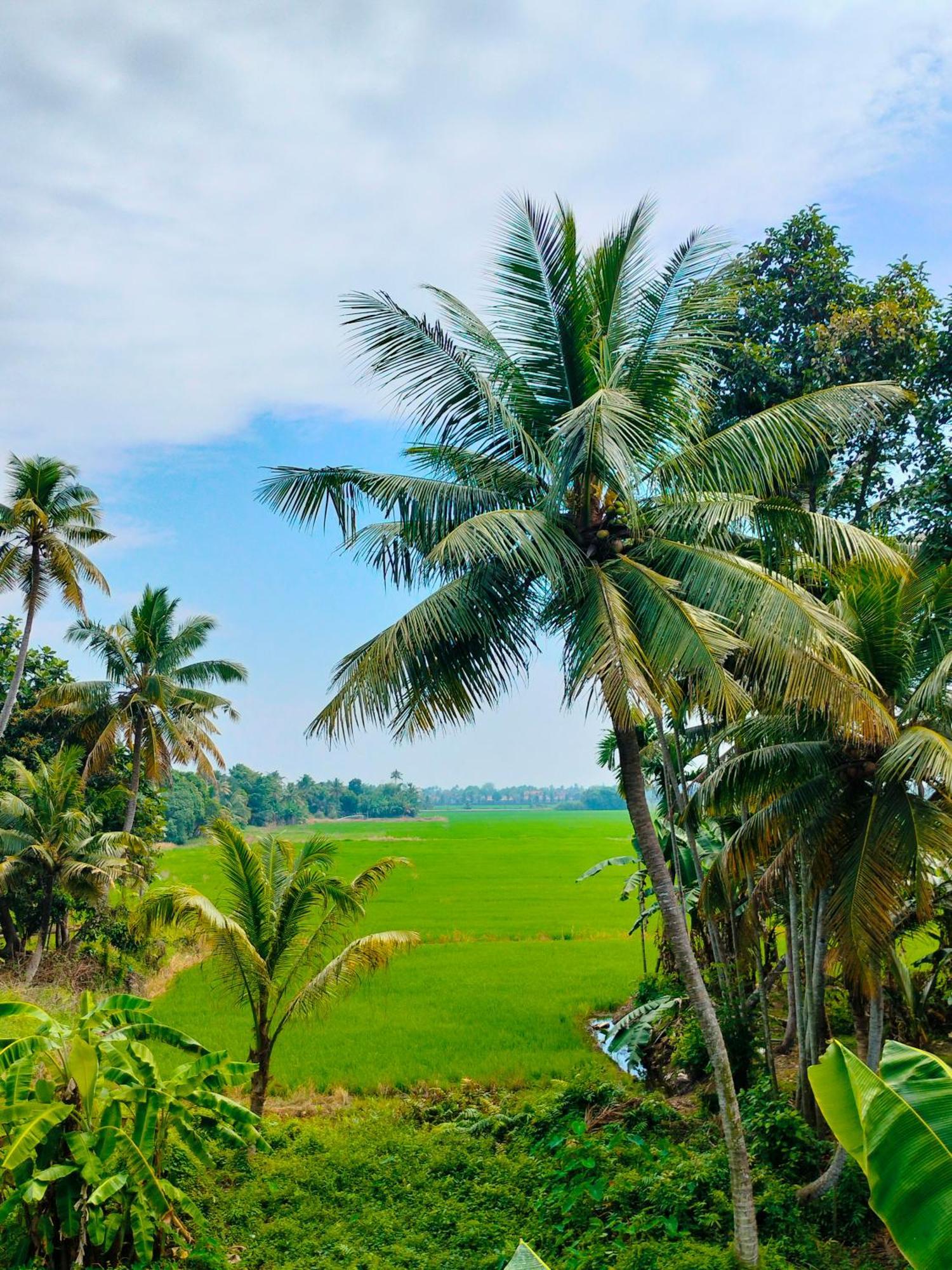 Paddy N Canal Homestay Alappuzha Εξωτερικό φωτογραφία